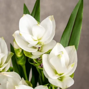Curcuma Siam Sisco Live Plant - 3-6" Tall Tropical Ginger Flower Ornamental Curcuma - Image 2
