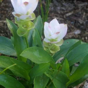 Curcuma Siam Sisco Live Plant - 3-6" Tall Tropical Ginger Flower Ornamental Curcuma - Image 1