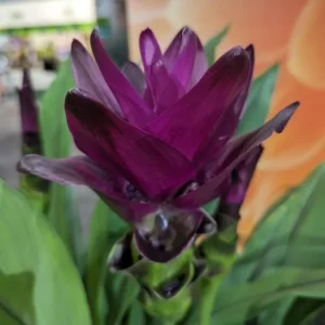 Curcuma Siam Skyline Live Plant – Tropical Ginger Flower – 3-6 inch Tall - Image 2