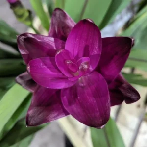 Curcuma Siam Skyline Live Plant – Tropical Ginger Flower – 3-6 inch Tall - Image 3