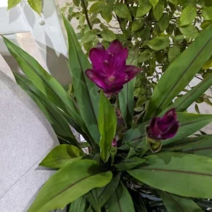Curcuma Siam Skyline Live Plant – Tropical Ginger Flower – 3-6 inch Tall - Image 4