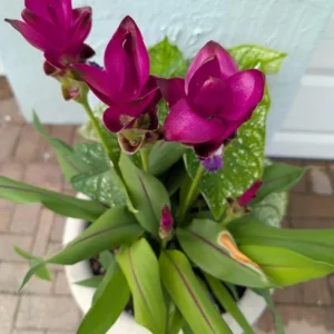 Curcuma Siam Skyline Live Plant – Tropical Ginger Flower – 3-6 inch Tall - Image 1