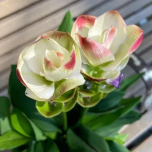 Curcuma Siam Solar Live Plant - Tropical Ginger Flower - 3-6" Tall - Ornamental - Image 2
