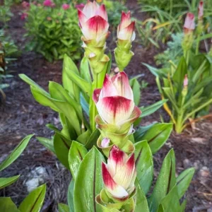 Curcuma Siam Solar Live Plant - Tropical Ginger Flower - 3-6" Tall - Ornamental - Image 1