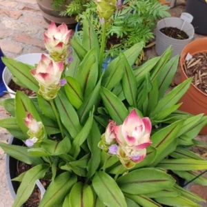 Curcuma Siam Solar Live Plant - Tropical Ginger Flower - 3-6
