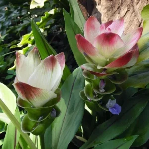 Curcuma Siam Solar Live Plant - Tropical Ginger Flower - 3-6