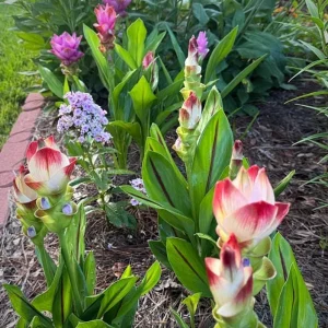 Curcuma Siam Solar Live Plant - Tropical Ginger Flower - 3-6