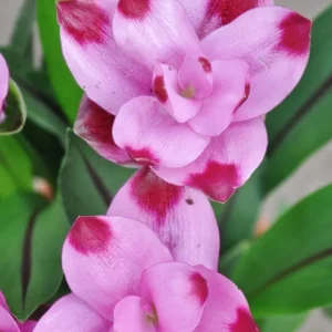 Curcuma Siam Splash Live Plant - Tropical Ginger Flower - 3-6" Tall - Outdoor - Image 2