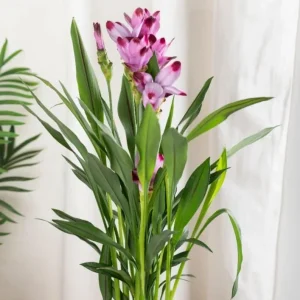 Curcuma Siam Splash Live Plant - Tropical Ginger Flower - 3-6