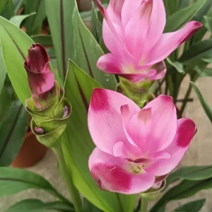 Curcuma Siam Splash Live Plant - Tropical Ginger Flower - 3-6" Tall - Outdoor - Image 1