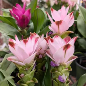 Curcuma Siam Swing Live Plant - Tropical Ginger Flower - 3-6" Tall - Image 2