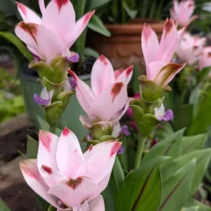 Curcuma Siam Swing Live Plant - Tropical Ginger Flower - 3-6" Tall - Image 1