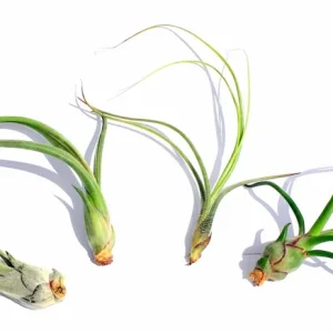 Curly Air Plant Mix Tillandsia Live Plants - 5 Varieties, 4-7 inch, Indoor - Image 1