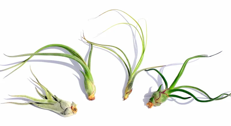 Curly Air Plant Mix Tillandsia Live Plants - 5 Varieties, 4-7 inch, Indoor - Image 1