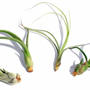 Curly Air Plant Mix Tillandsia Live Plants - 5 Varieties, 4-7 inch, Indoor - Image 2