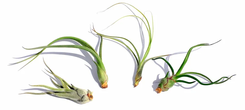 Curly Air Plant Mix Tillandsia Live Plants - 5 Varieties, 4-7 inch, Indoor - Image 2