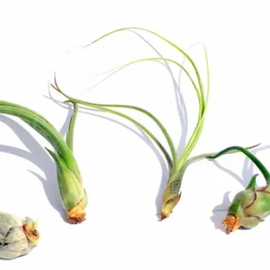 Curly Air Plant Mix Tillandsia Live Plants - 5 Varieties, 4-7 inch, Indoor - Image 3