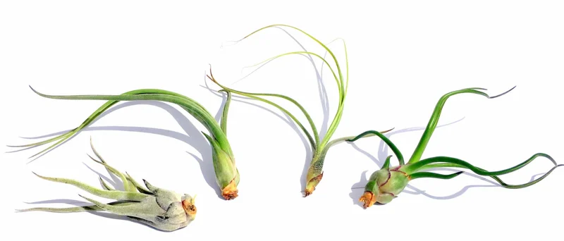 Curly Air Plant Mix Tillandsia Live Plants - 5 Varieties, 4-7 inch, Indoor - Image 3