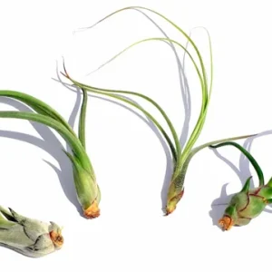 Curly Air Plant Mix – Tillandsia Variety Pack – 3 Live Plants – 4-7 inches - Image 2