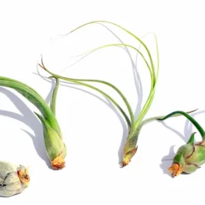Curly Air Plant Mix – Tillandsia Variety Pack – 3 Live Plants – 4-7 inches - Image 3