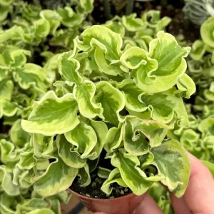 Curly Devil's Backbone Variegated Succulent Live Plant - 2.5" Pot - Indoor/Outdoor - Image 2