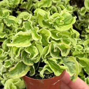 Curly Devil's Backbone Variegated Succulent Live Plant - 2.5