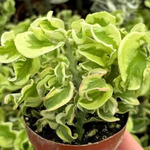 Curly Devil's Backbone Variegated Succulent Live Plant - 2.5" Pot - Indoor/Outdoor - Image 1