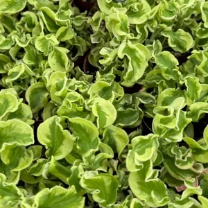Curly Devil's Backbone Variegated Succulent Live Plant - 2.5