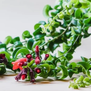 Curly Lipstick Plant Live – Aeschynanthus radicans 'Curly' – Twisted Foliage Houseplant with Red Flowers – Indoor Decor - Image 2