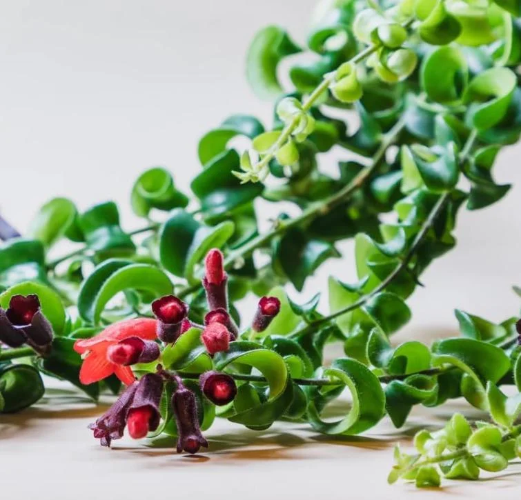 Curly Lipstick Plant Live – Aeschynanthus radicans 'Curly' – Twisted Foliage Houseplant with Red Flowers – Indoor Decor - Image 2