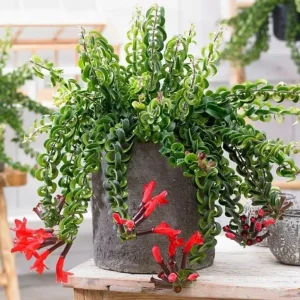 Curly Lipstick Plant Live – Aeschynanthus radicans 'Curly' – Twisted Foliage Houseplant with Red Flowers – Indoor Decor - Image 4