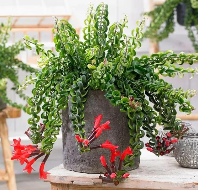 Curly Lipstick Plant Live – Aeschynanthus radicans 'Curly' – Twisted Foliage Houseplant with Red Flowers – Indoor Decor - Image 4
