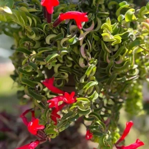 Curly Lipstick Plant Live – Aeschynanthus radicans 'Curly' – Twisted Foliage Houseplant with Red Flowers – Indoor Decor - Image 5