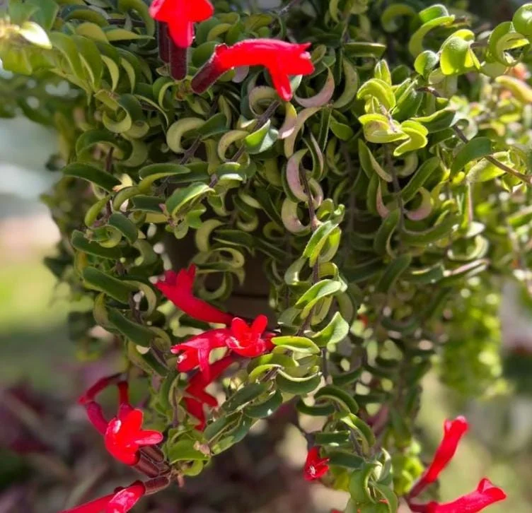 Curly Lipstick Plant Live – Aeschynanthus radicans 'Curly' – Twisted Foliage Houseplant with Red Flowers – Indoor Decor - Image 5