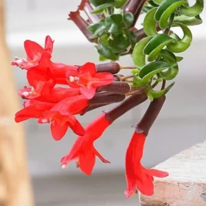 Curly Lipstick Plant Live – Aeschynanthus radicans 'Curly' – Twisted Foliage Houseplant with Red Flowers – Indoor Decor - Image 6