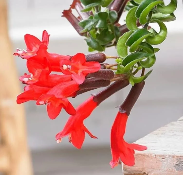 Curly Lipstick Plant Live – Aeschynanthus radicans 'Curly' – Twisted Foliage Houseplant with Red Flowers – Indoor Decor - Image 6