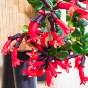 Curly Lipstick Plant Live – Aeschynanthus radicans 'Curly' – Twisted Foliage Houseplant with Red Flowers – Indoor Decor - Image 1