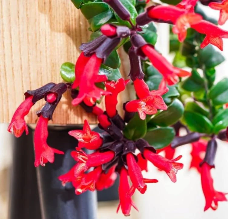 Curly Lipstick Plant Live – Aeschynanthus radicans 'Curly' – Twisted Foliage Houseplant with Red Flowers – Indoor Decor - Image 1