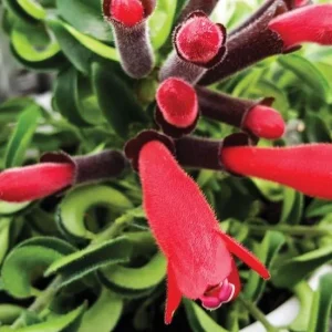 Curly Lipstick Plant Live – Aeschynanthus radicans 'Curly' – Twisted Foliage Houseplant with Red Flowers – Indoor Decor - Image 7
