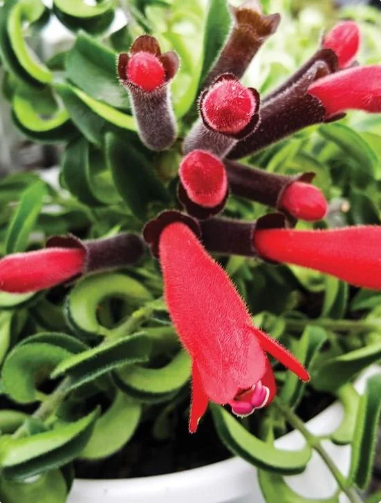 Curly Lipstick Plant Live – Aeschynanthus radicans 'Curly' – Twisted Foliage Houseplant with Red Flowers – Indoor Decor - Image 7