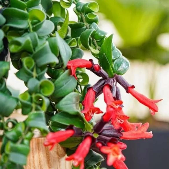 Curly Lipstick Plant Live – Aeschynanthus radicans 'Curly' – Twisted Foliage Houseplant with Red Flowers – Indoor Decor - Image 8