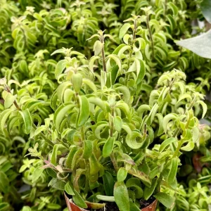 Curly Lipstick Plant Live Houseplant - Aeschynanthus radicans 'Curly' in 3-4 inch Pot - Image 2