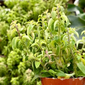 Curly Lipstick Plant Live Houseplant - Aeschynanthus radicans 'Curly' in 3-4 inch Pot - Image 3