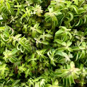 Curly Lipstick Plant Live Houseplant - Aeschynanthus radicans 'Curly' in 3-4 inch Pot - Image 4