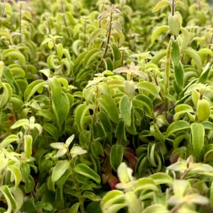 Curly Lipstick Plant Live Houseplant - Aeschynanthus radicans 'Curly' in 3-4 inch Pot - Image 1