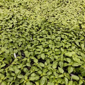 Customizable Lot of 3 Super Hot Pepper Live Plants - 75+ Days Old, 6-12 Inches Tall - Image 2