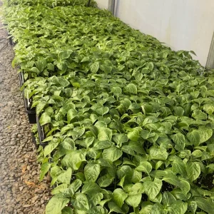 Customizable Lot of 3 Super Hot Pepper Live Plants - 75+ Days Old, 6-12 Inches Tall - Image 3