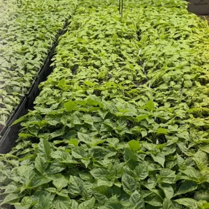 Customizable Lot of 3 Super Hot Pepper Live Plants - 75+ Days Old, 6-12 Inches Tall - Image 5