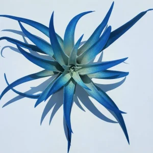 Dark Blue Air Plant Tillandsia Live Plant, 4-6 in, Low Maintenance Indoor - Image 2