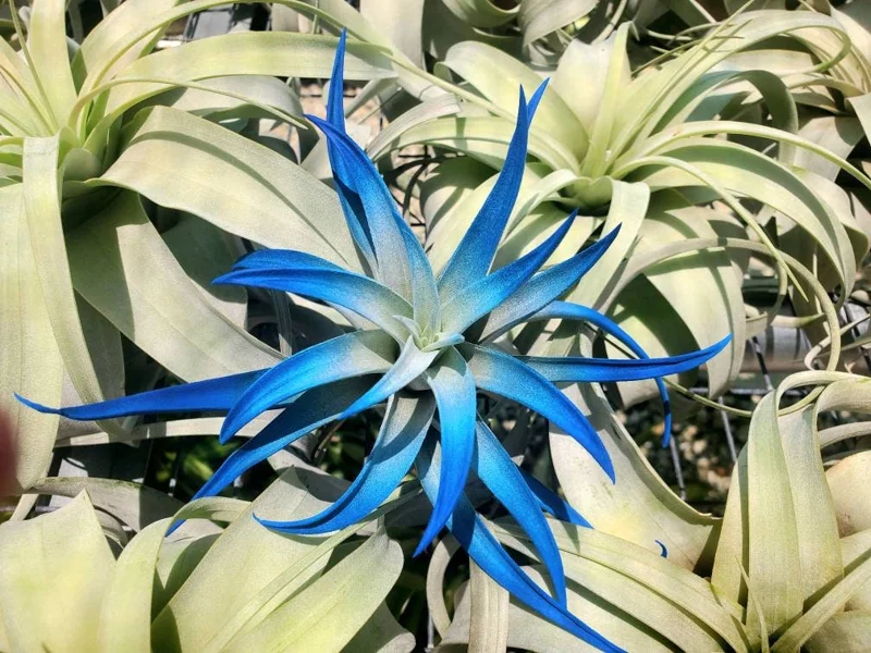 Dark Blue Air Plant Tillandsia Live Plant, 4-6 in, Low Maintenance Indoor - Image 3